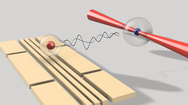 Development of quantum interface between single ion and single atom